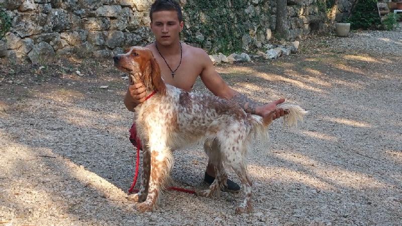 chiens-Setter-anglais-5c40220e-463a-6254-f1eb-c04785d3f63b.jpg