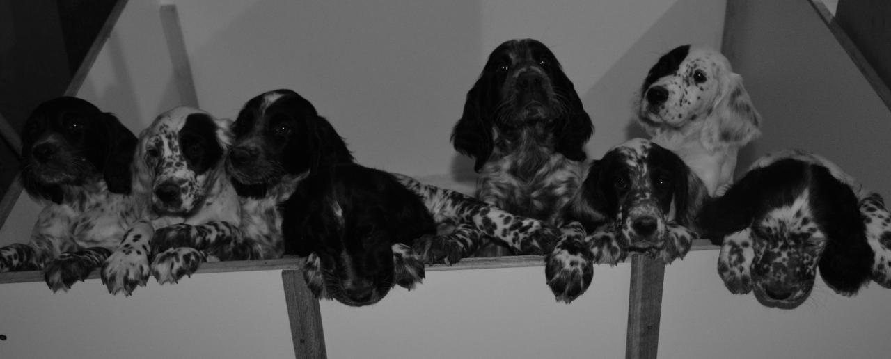 chiots.jpg