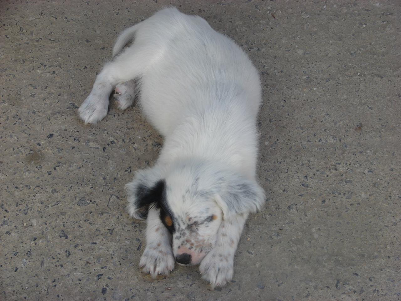 chiot gigi 12.JPG