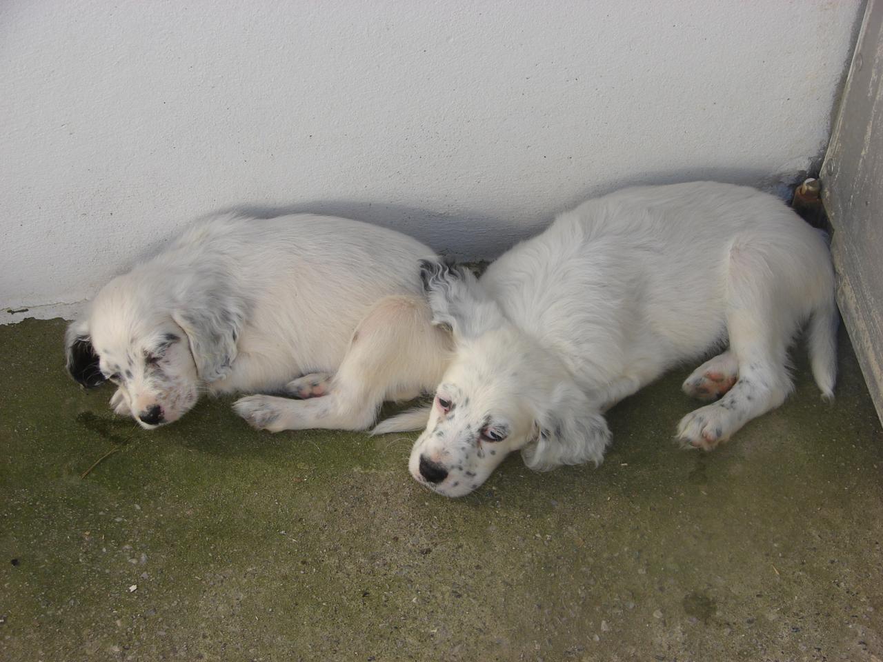 gigi chiot 4.JPG