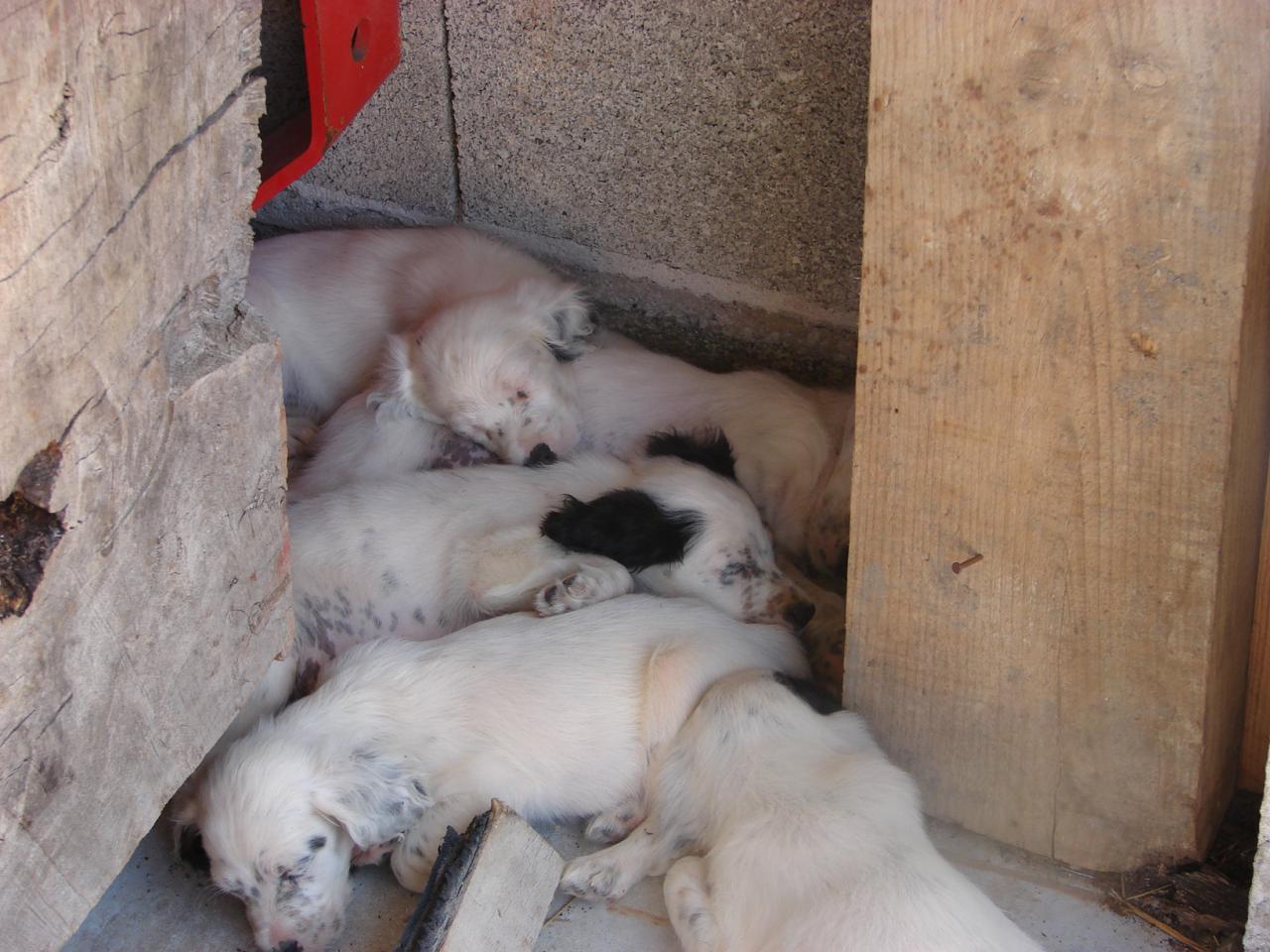 gigi chiot 6.JPG