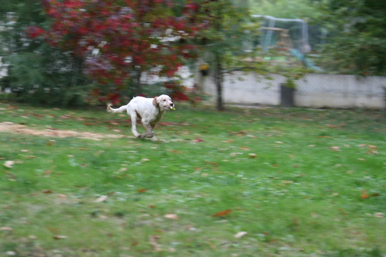 chiot edo X gouach juin 2015 245.jpg