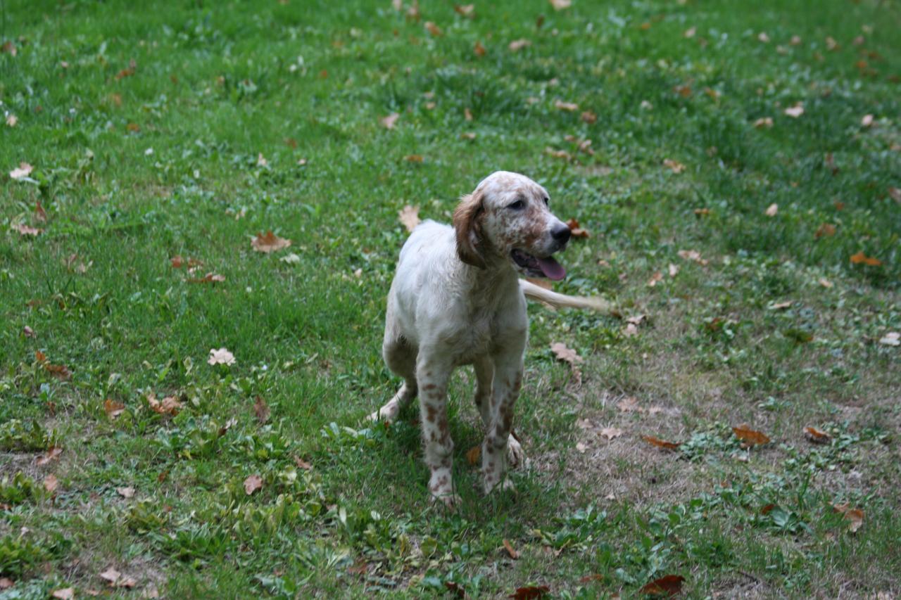 chiot edo X gouach juin 2015 257.jpg