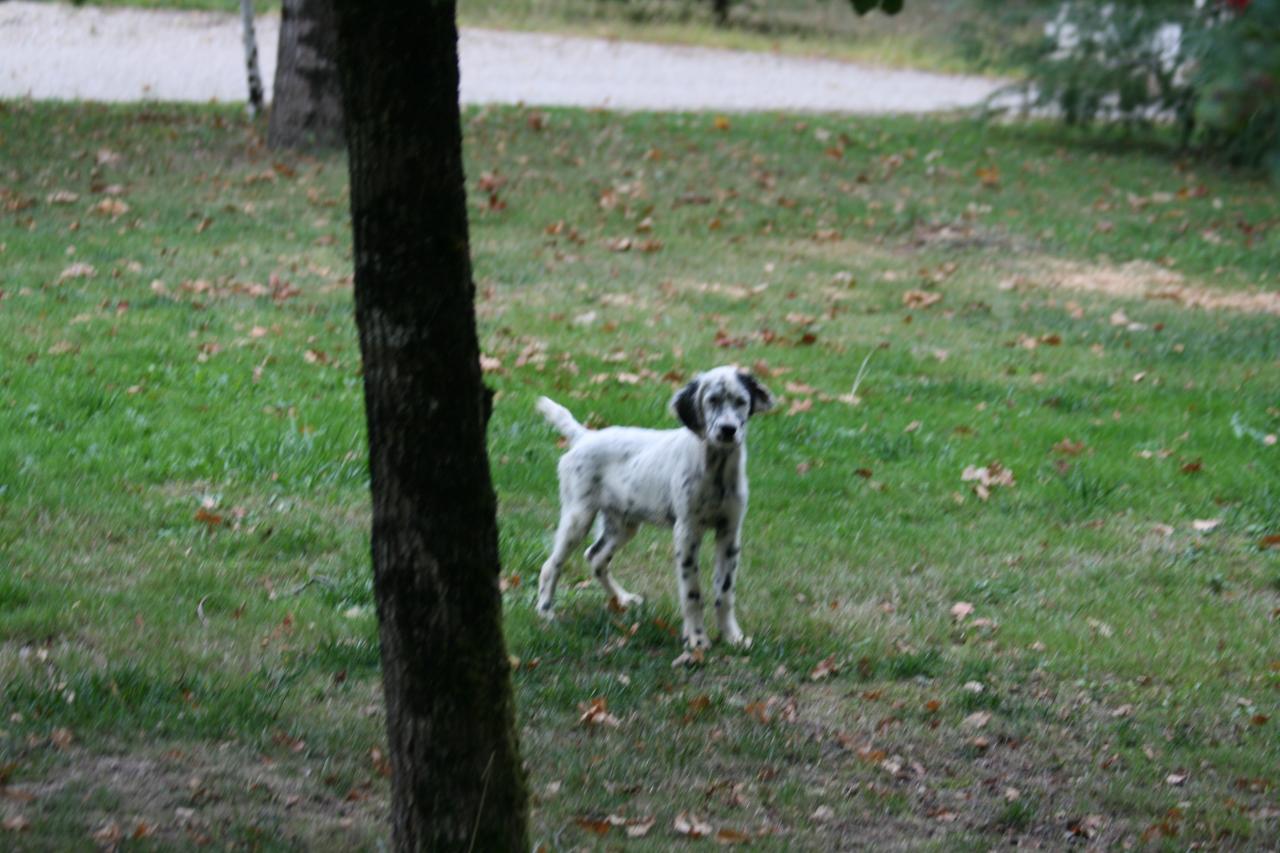 chiot edo X gouach juin 2015 228.jpg