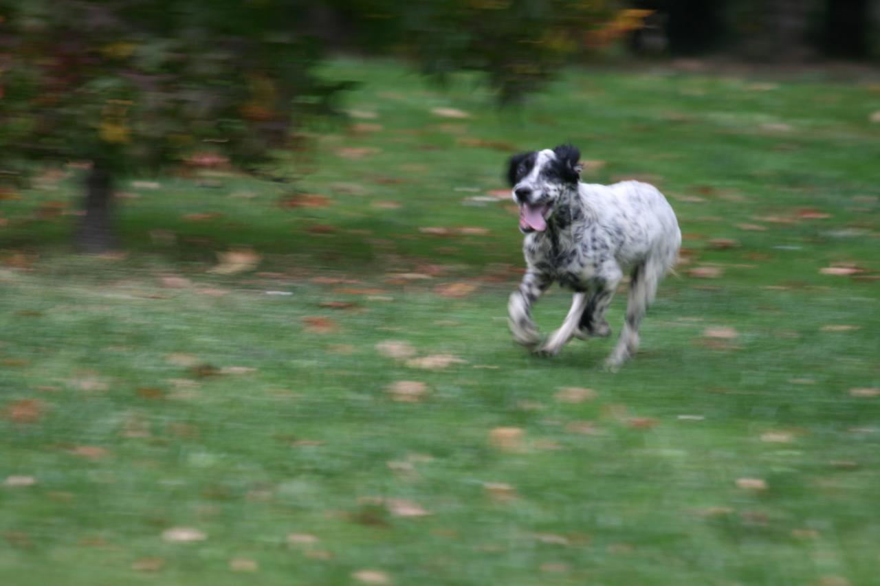 chiot edo X gouach juin 2015 264.jpg