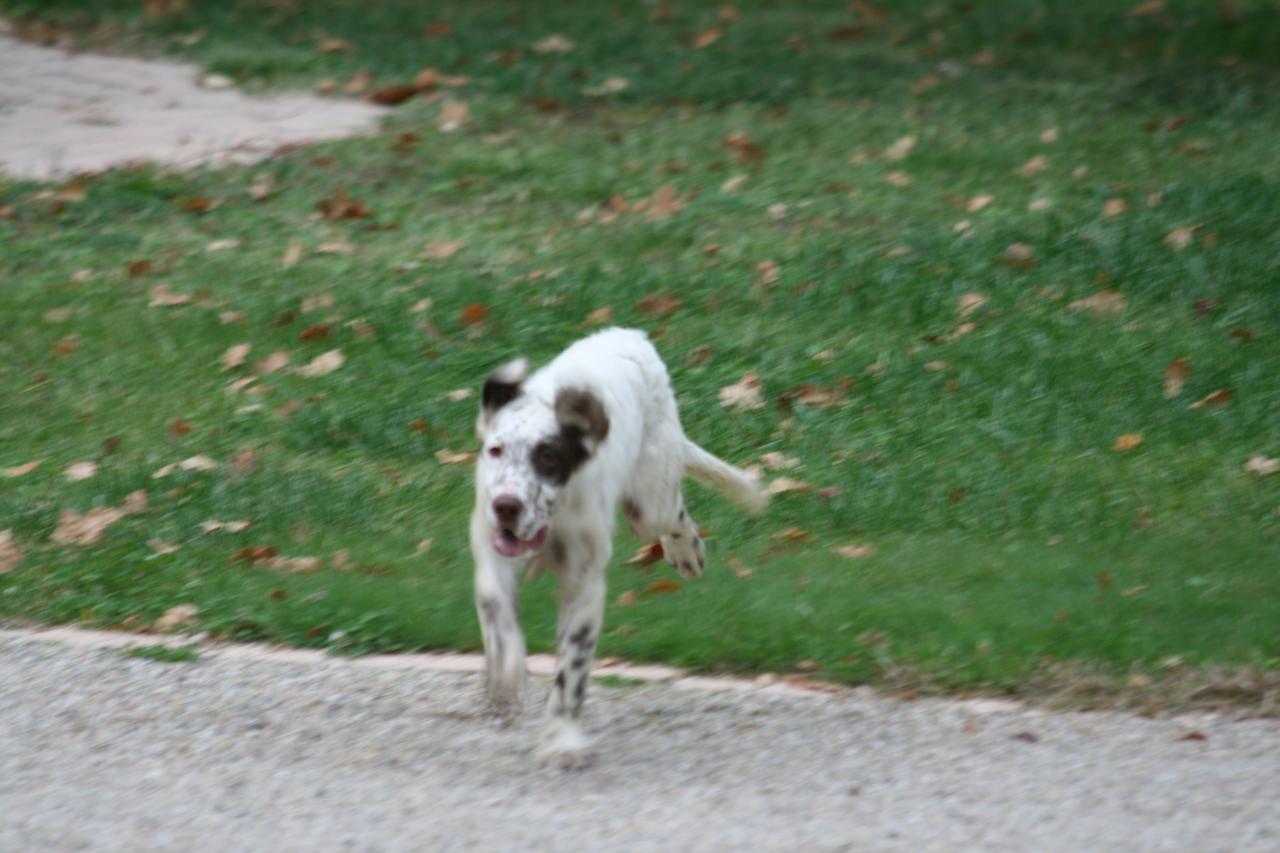 chiot edo X gouach juin 2015 267.jpg