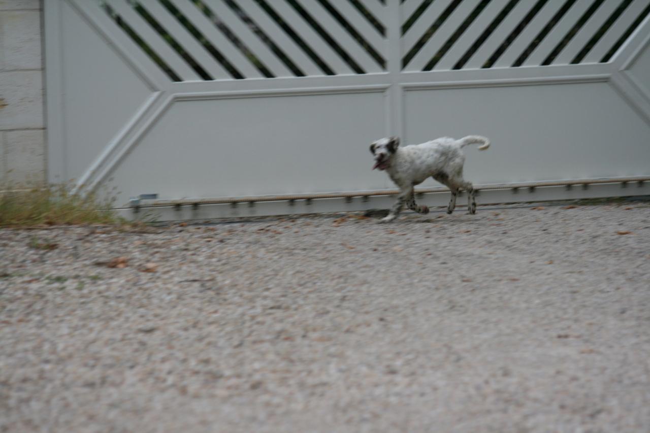 chiot edo X gouach juin 2015 269.jpg
