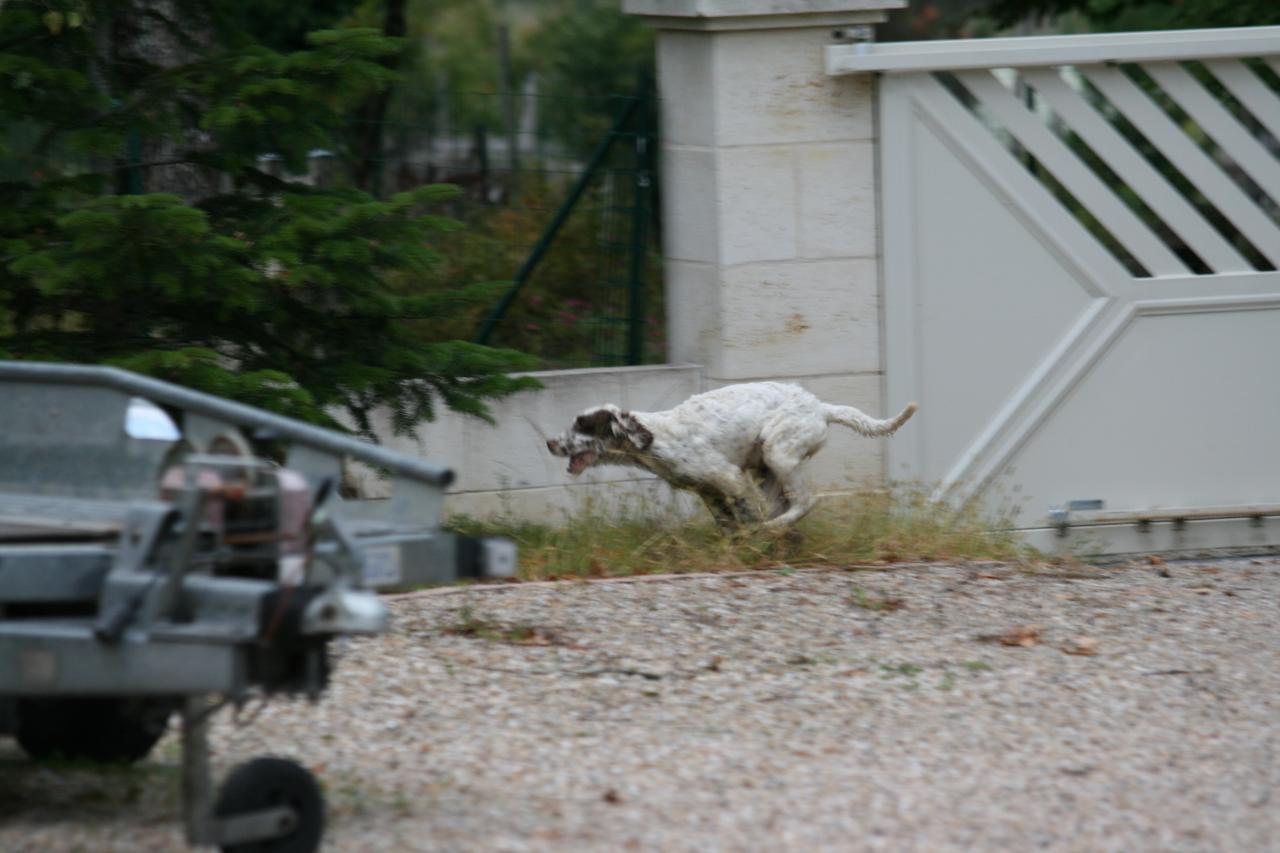 chiot edo X gouach juin 2015 271.jpg