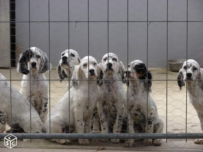 chiots gigi meute.jpg