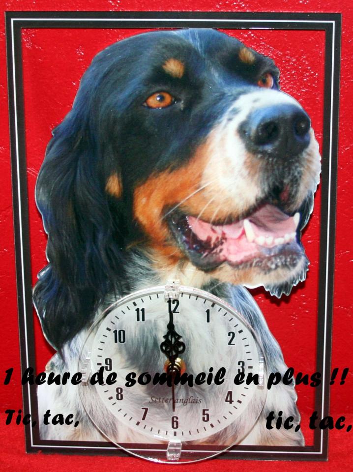 setter anglais et pendule.JPG