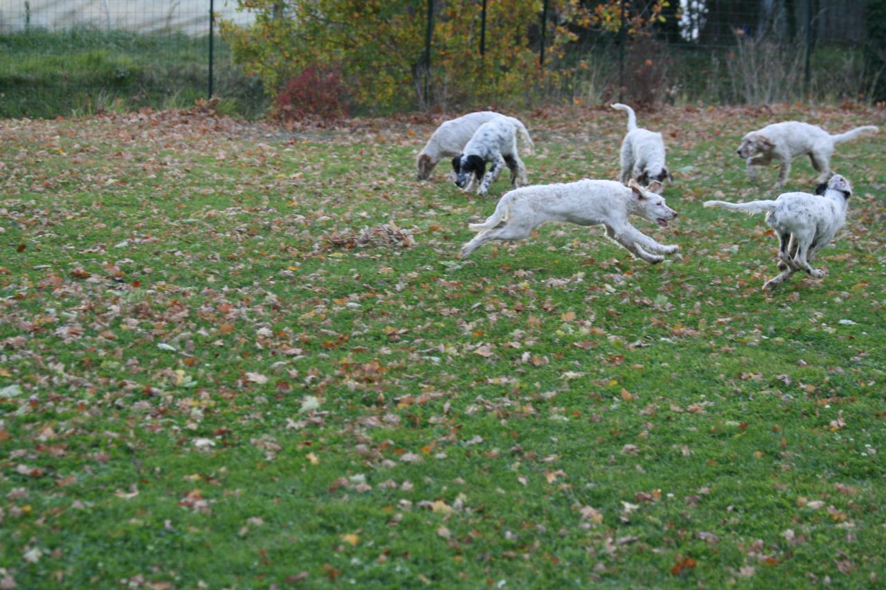 chiot edo X gouach juin 2015 321.jpg