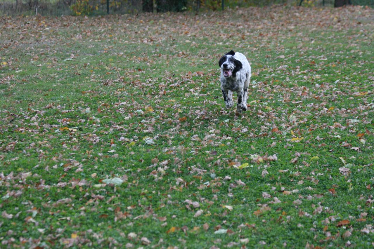 chiot edo X gouach juin 2015 323.jpg