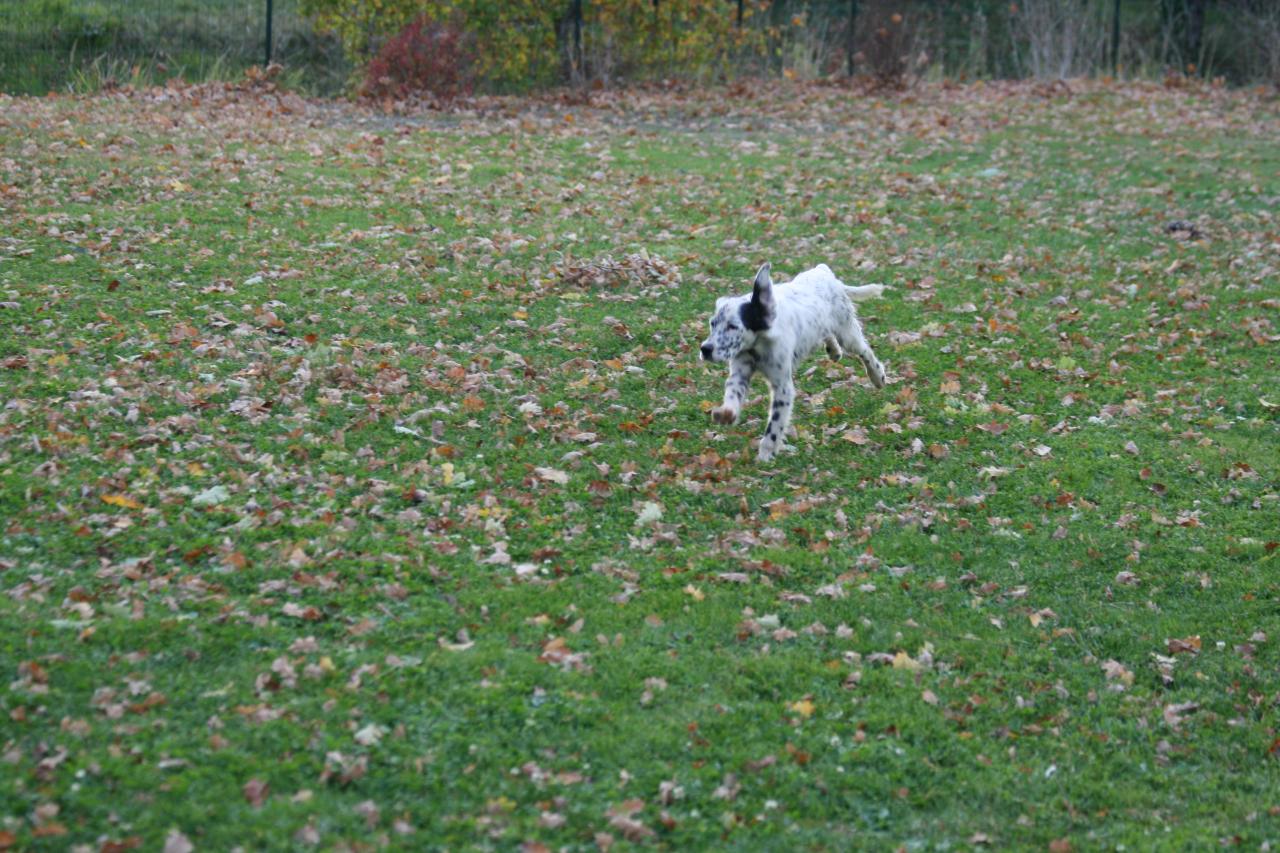 chiot edo X gouach juin 2015 324.jpg