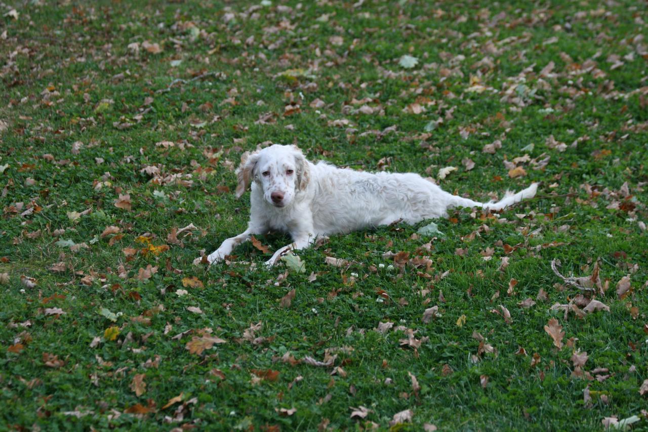 chiot edo X gouach juin 2015 334.jpg