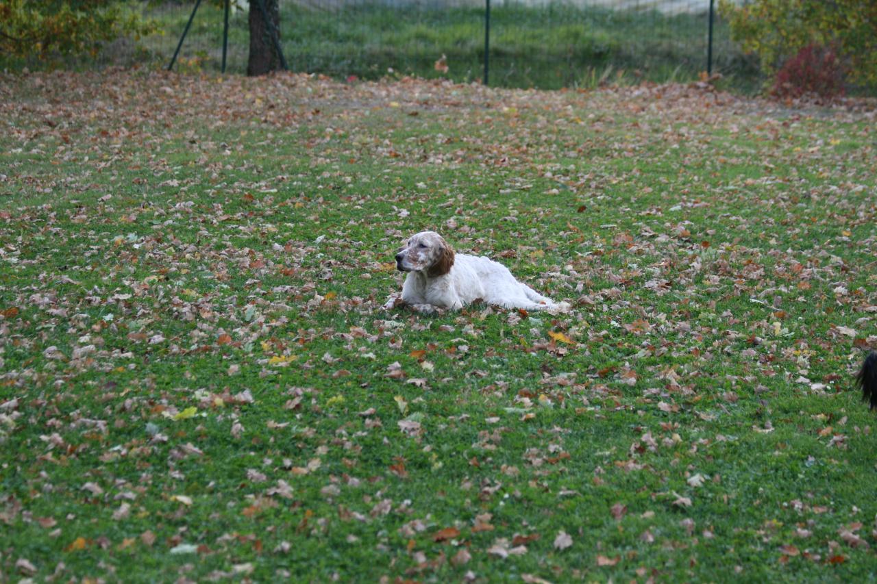 chiot edo X gouach juin 2015 330.jpg