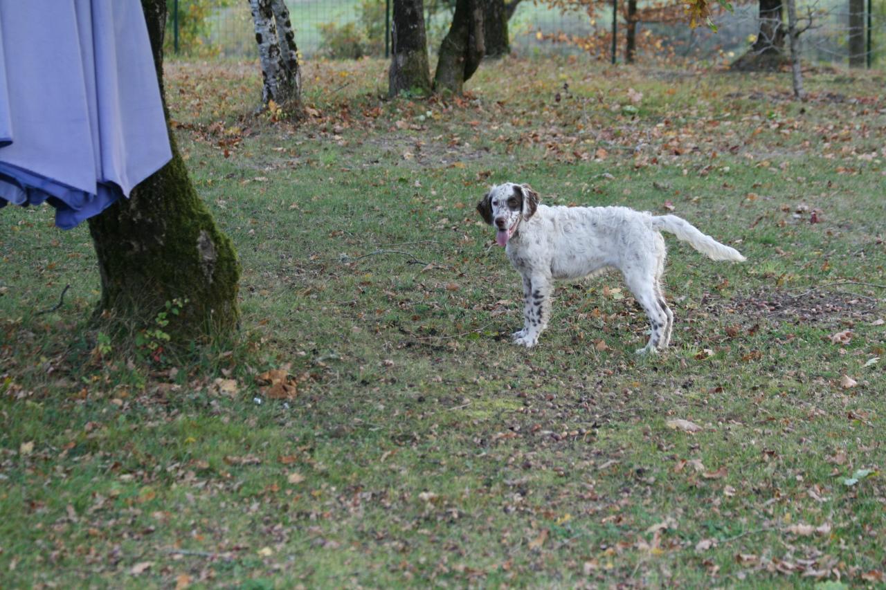 chiot edo X gouach juin 2015 343.jpg