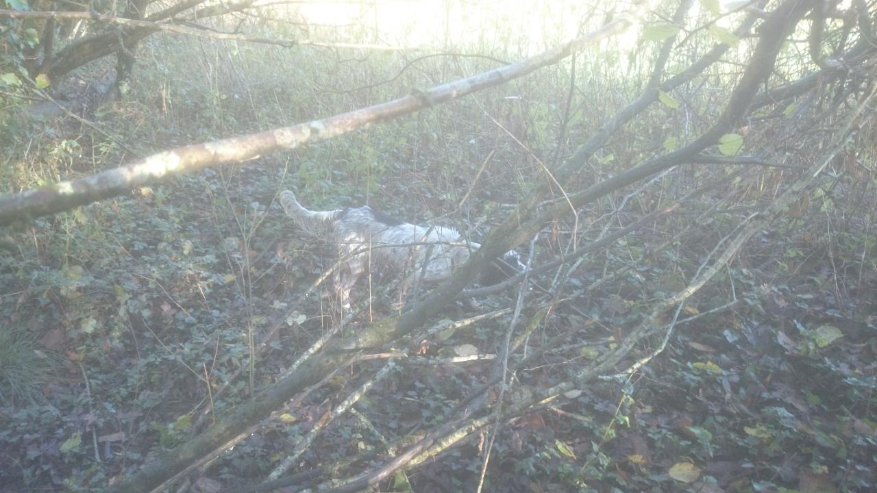 Décembre 2015 017.JPG