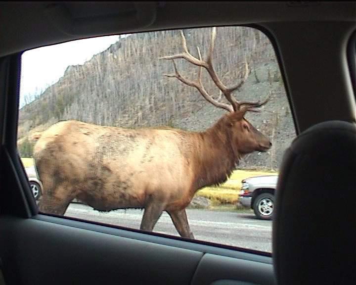 elk2.JPG