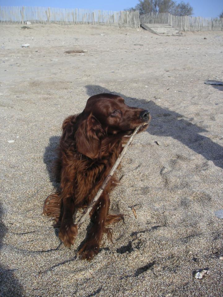 Muscat à la plage.JPG