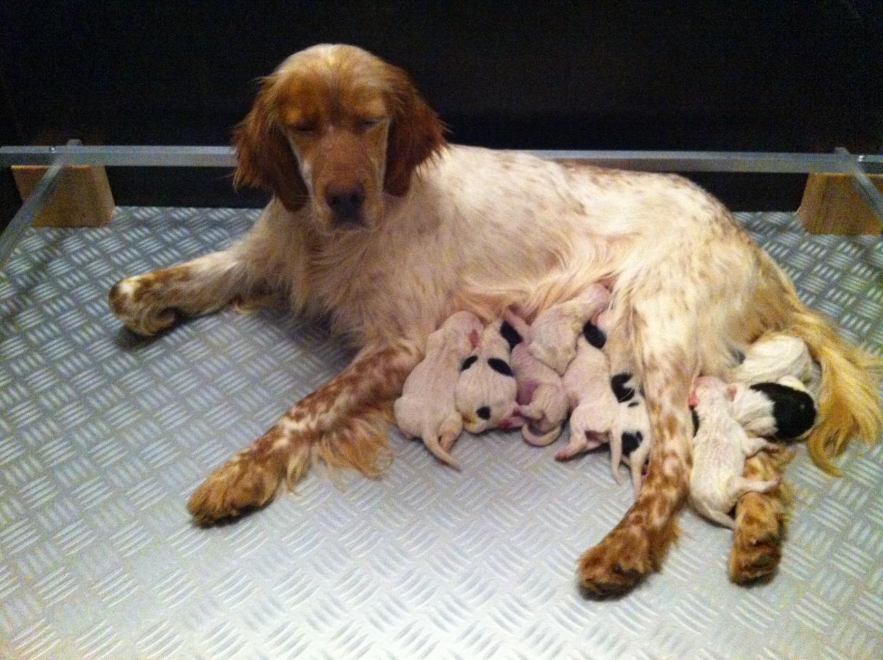 chiots fiona 019.JPG