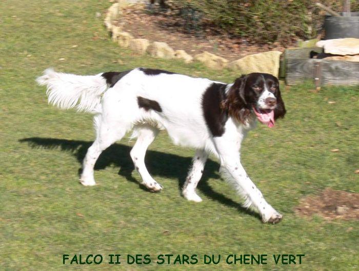 falco_fev_2011_700_529.jpg