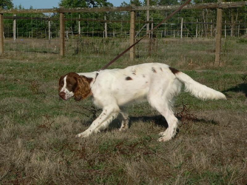 chiens-Epagneul-francais-7002056c-179f-2ca4-756d-0eb9189d27b6.jpg