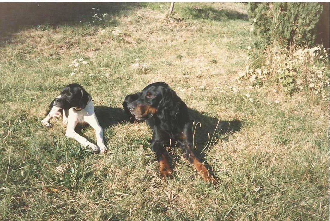 chien.jpg
