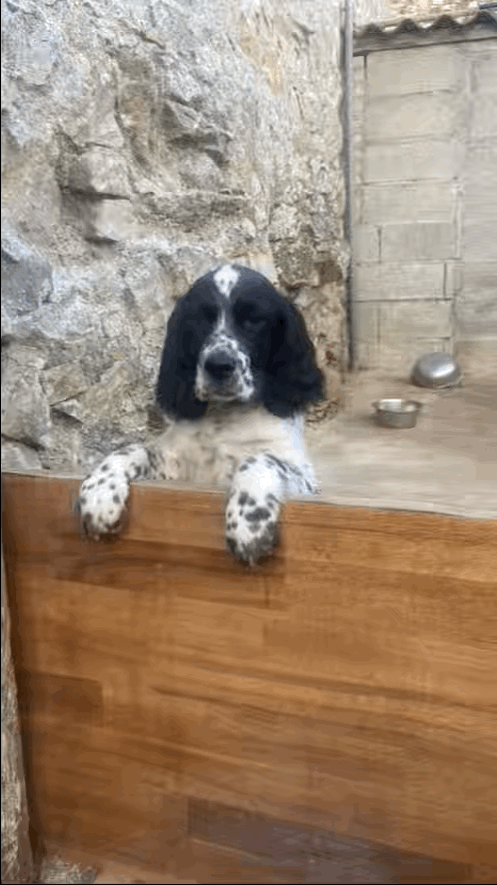 tempImagek36ABc.gif