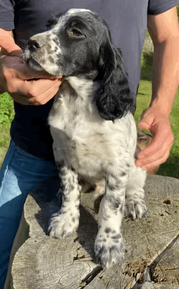 tempImageGmcr2j.gif