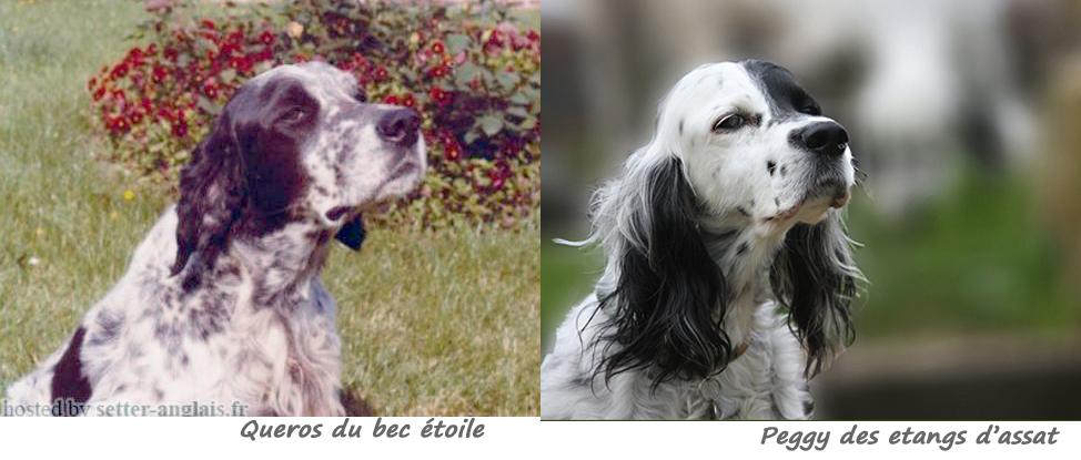 queros-peggy.jpg
