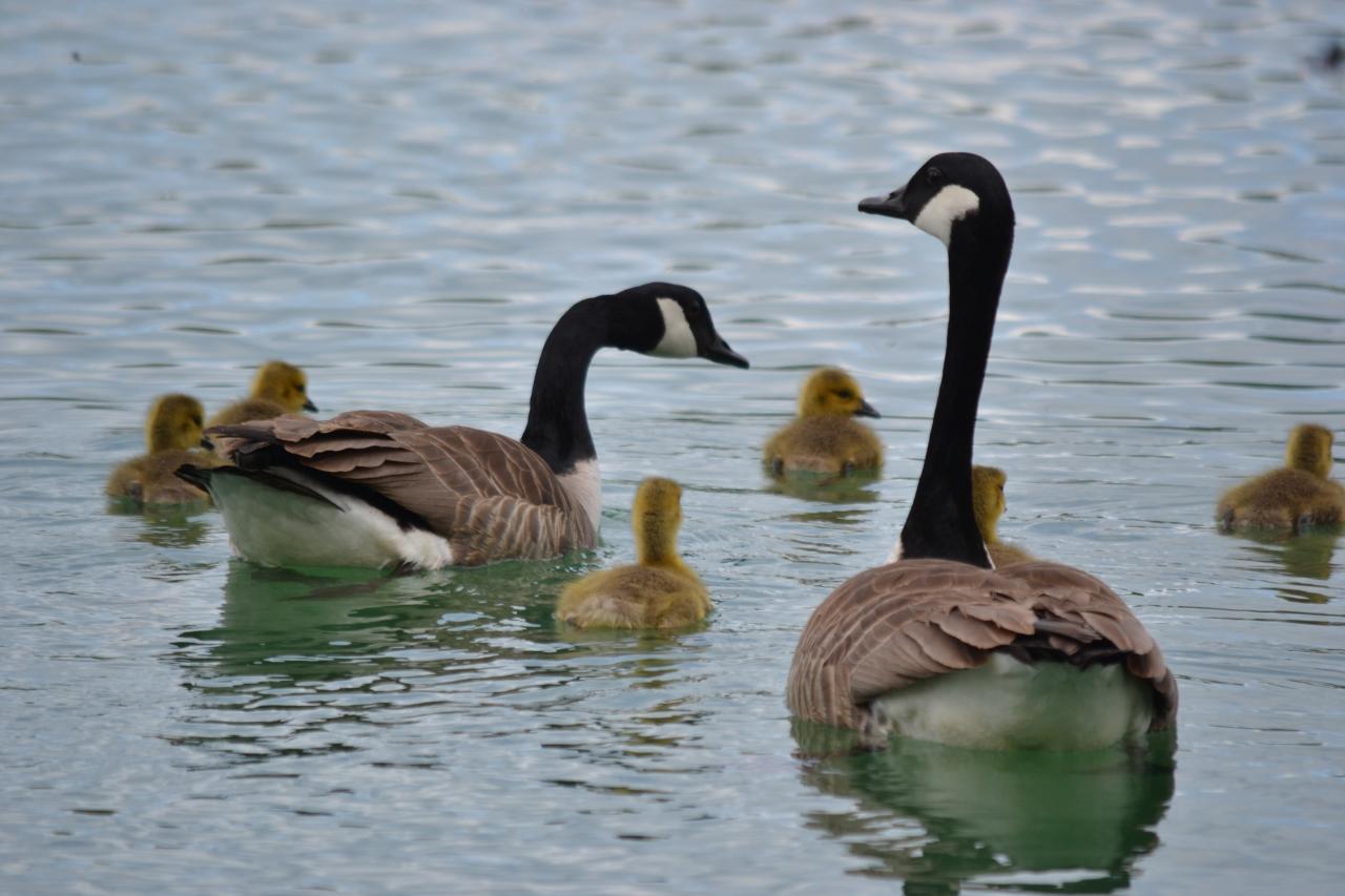 DSC_4739.JPG