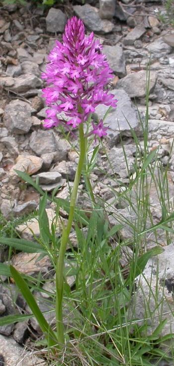 orchis_pyramidal_11.jpg