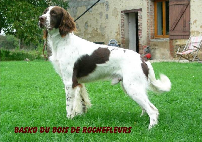 chiens-Epagneul-francais-978afb0f-8635-8a04-4508-9660fb25b1ec.jpg